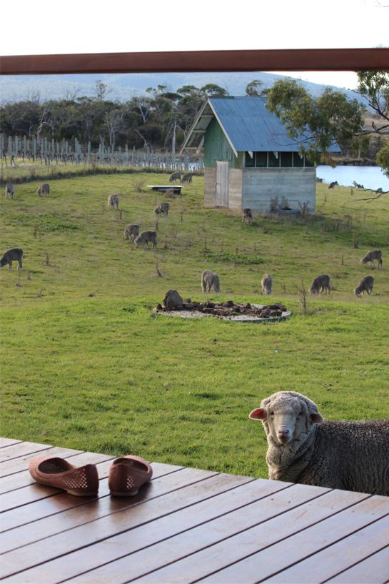Gregan Retreat deck and sheep